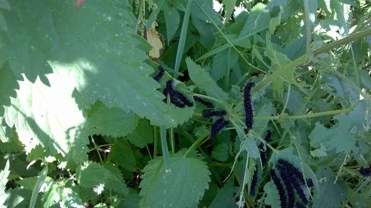 WP_20170827_10_42_40_Pro