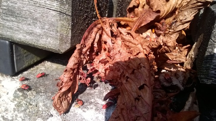 WP_20170903_11_04_38_Pro